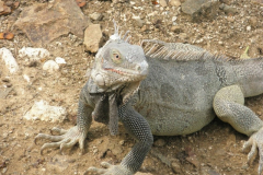 2008 Bonaire