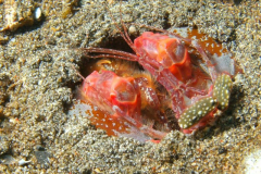 Lembeh Critters